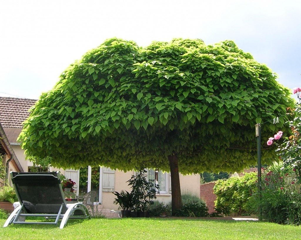 shade tree landscaping archives